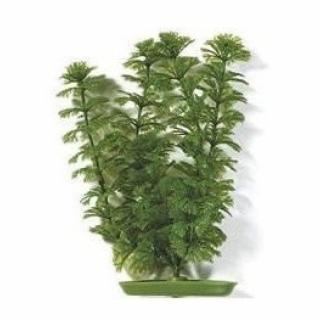 Rostlina Ambulia 20cm