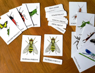 Třísložkové karty - Hmyz a jiní bezobratlí