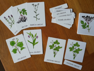 Třísložkové karty - Léčivé rostliny