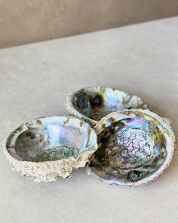 Vykuřovací mušle Abalone surová