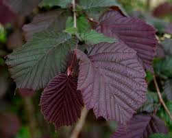 Líska, lískový ořech červenolistý (Corylus maxima ´Purpurea´)