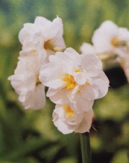 Narcis 'BRIDAL CROWN' - cibule 1 ks (Narcis 'Bridal Crown')