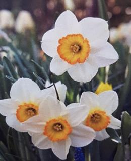 Narcis 'FLOWER RECORD' - cibule 1 ks (Narcissus 'Flower Record')