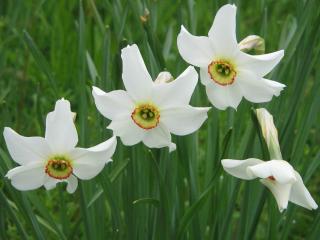Narcis 'GERANIUM' - 1 ks (Narcissus  Geranium )