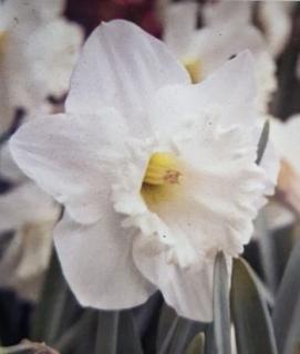 Narcis ´MOUNT HOOD´ - cibule 1ks (Narcissus ´Mount Hood´)