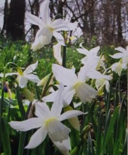 Narcis Triandrus 'THALIA' - cibule 1 ks (Narcissus Triandrus 'Thalia' - 1 ks)