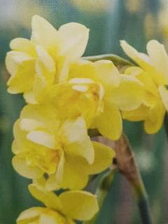 Narcis 'YELLOW CHEERFULNESS' - cibule 1 ks (Narcissus 'Yellow Cheerfulness' - 1 ks)