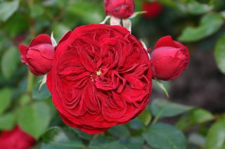 růže ´ROTKÄPCHEN´ ® (růže mnohokvětá / polyantka)