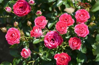růže ´SCHÖNE KOBLENZERIN ´ ® (růže mnohokvětá / polyantka)