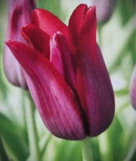 Tulipán 'MERLOT' - cibule 1 ks (tulipa 'MERLOT' - 1 ks)