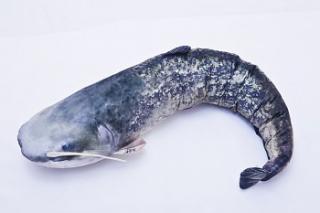 Sumec velký (Catfish) - 115 cm polštářek -  GABY
