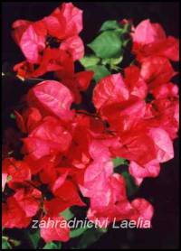 Bougainvillea červená