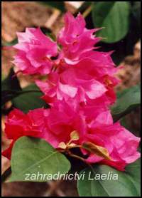 Bougainvillea růžová