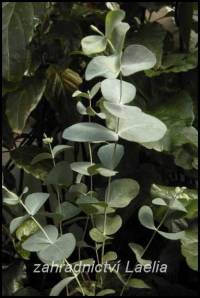 Eukalyptus - Eucalyptus gunii