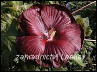 Hibiscus moscheutos