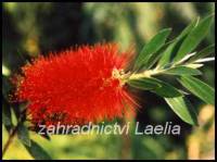 Kalistemon - Callistemon citrinus