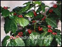 Kávovník - Coffea arabica