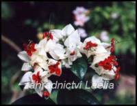 Klerodendron - Clerodendrum thomsoniae
