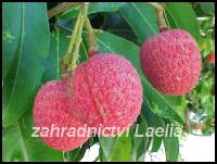 Liči - Litchi chinensis