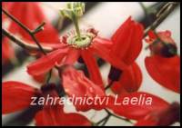 Mučenka hroznokvětá - Passiflora racemosa