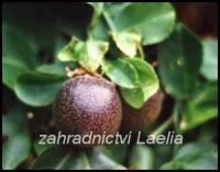 Mučenka jedlá - Passiflora edulis