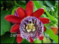 Mučenka křídlatá - Passiflora alata