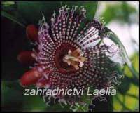 Mučenka obrovská - Passiflora quadrangularis