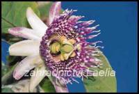 Mučenka  - Passiflora ligularis