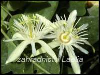 Mučenka vanilková - Passiflora capsularis