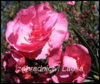 Oleandr růžový plný