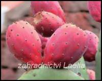 Opuncie - Opuntia ficus-indica