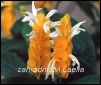 Pachystachys lutea