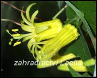 Passiflora citrina - mučenka žlutá