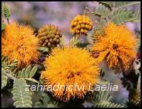 semena Acacia farnesiana