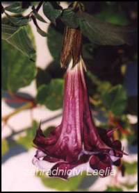 semena Datura fialová