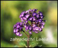 Vanilkový keřík - Heliotropium arborescens