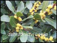 Vavřín - Laurus nobilis (bobkový list)