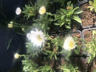 Aster alpinus WHITE (hvězdnice alpská)