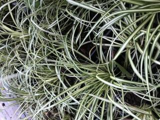 Carex x oshimensis EVERGOLD  (ostřice ošimenská EVERGOLD)