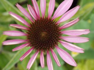 Echinacea purpurea (Třapatka nachová)