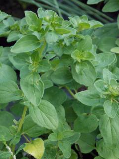 Origanum vulgare (dobromysl obecná)