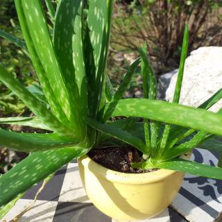 Aloe vera kapsle 500 mg Kapsle: 100ks