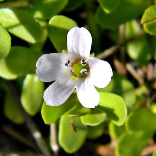 Brahmi, Bakopa drobnolistá - BIO forma: prášek 100g