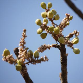 Shallaki, Boswellia serrata - BIO forma: prášek 100g