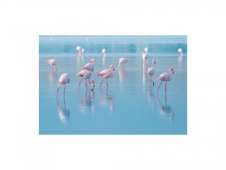 Obraz - Flamingos 120x80