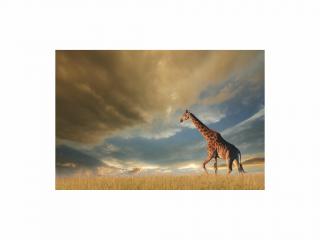 Obraz - Giraffe 120x80