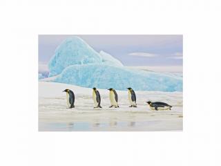 Obraz - Penguins 120x80