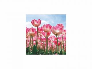 Obraz - Tulips 80x80