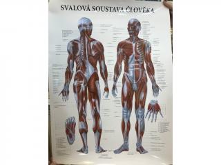Mapa svalová soustava člověka