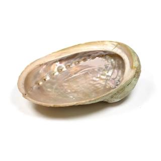 Mušle abalone haliotis 15-18cm